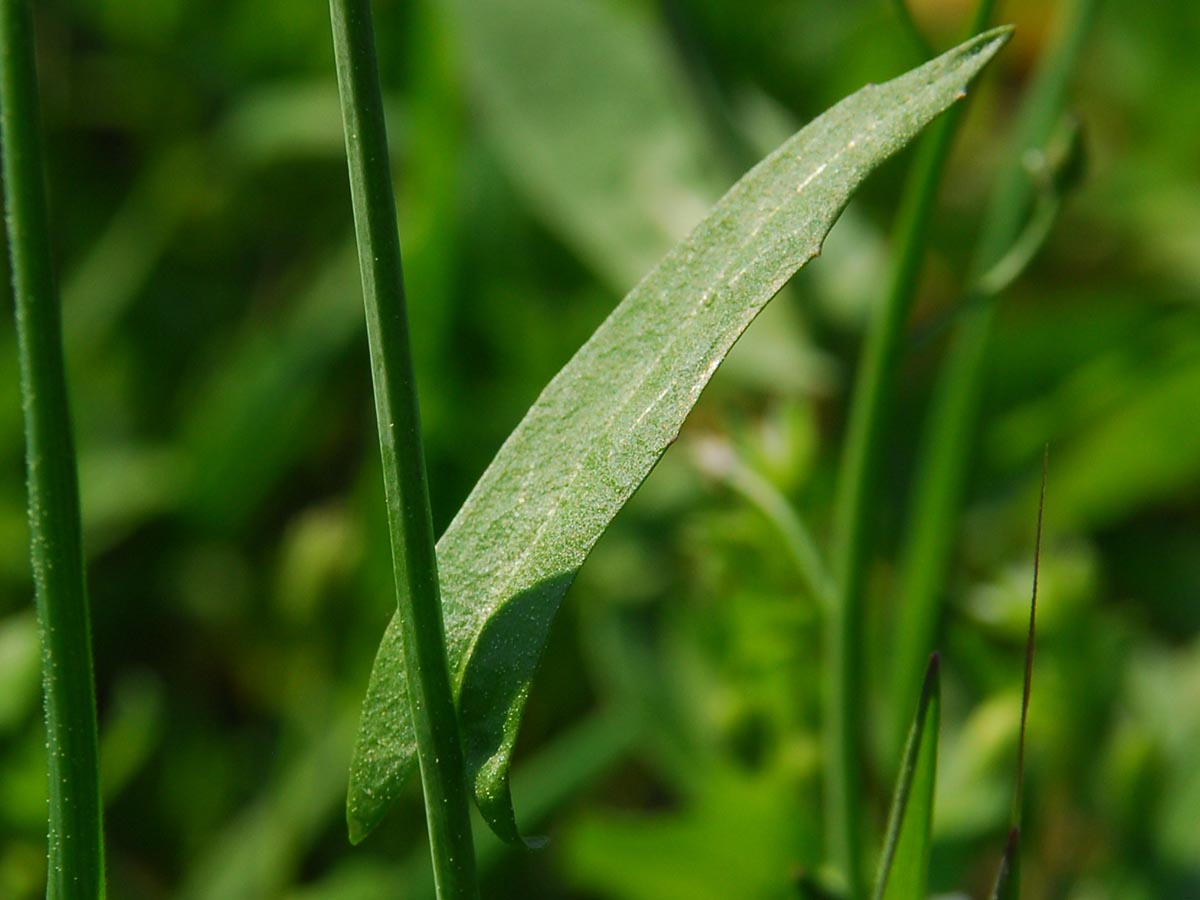 oberes Laubblatt